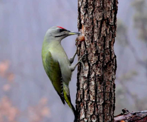 Тоншуул (Буурал тоншуул)